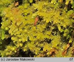 Attēlu rezultāti vaicājumam “Blepharostoma trichophyllum”