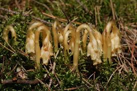 Attēlu rezultāti vaicājumam “Monotropa hypopitys”