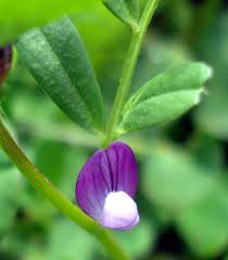 Attēlu rezultāti vaicājumam “Vicia lathyroides leaf”
