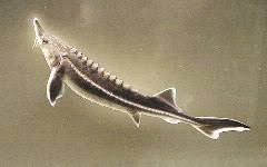 Image result for Huso brevirostrum