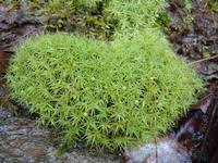 Attēlu rezultāti vaicājumam “Trichocolea tomentella sporophyte”
