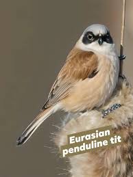 Attēlu rezultāti vaicājumam “Remiz pendulinus adult”