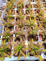 Image result for Drosera