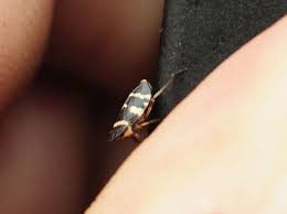 Attēlu rezultāti vaicājumam “Planaphrodes sp.”