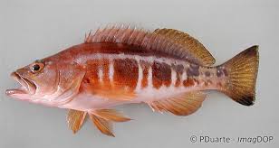 Image result for Serranus atricauda