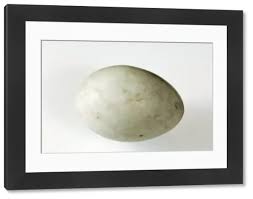 Attēlu rezultāti vaicājumam “Anas platyrhynchos eggs”