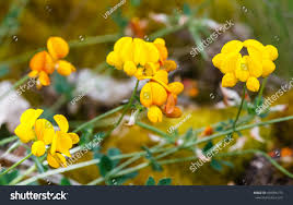Attēlu rezultāti vaicājumam “Lotus corniculatus flower”
