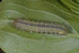 Attēlu rezultāti vaicājumam “Orthosia gracilis”