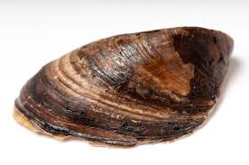 Attēlu rezultāti vaicājumam “Dreissena polymorpha”