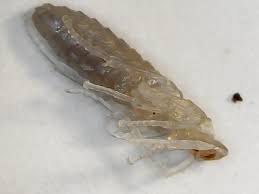 Attēlu rezultāti vaicājumam “Rhabdophaga rosaria”