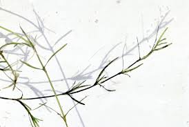 Attēlu rezultāti vaicājumam “Najas flexilis leaf”