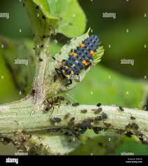Attēlu rezultāti vaicājumam “Coccinella septempunctata larva”