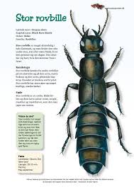 Billedresultat for rovbille