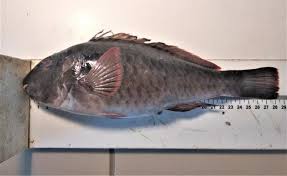 Image result for Sparisoma cretense