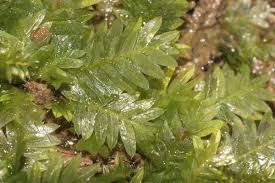 Attēlu rezultāti vaicājumam “Fissidens taxifolius”