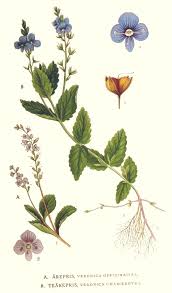 Attēlu rezultāti vaicājumam “Veronica chamaedrys flower”