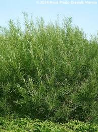 Attēlu rezultāti vaicājumam “Salix rosmarinifolia”