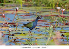 Image result for Porphyrio alleni