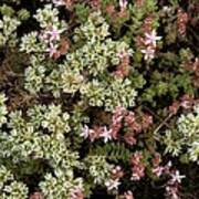 Attēlu rezultāti vaicājumam “Scleranthus perennis”
