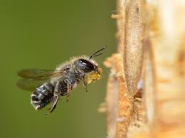 Attēlu rezultāti vaicājumam “Andrena”