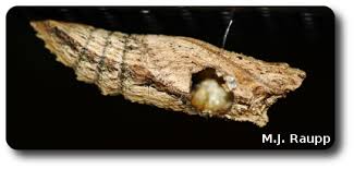 Attēlu rezultāti vaicājumam “Ichneumonidae cocoon”