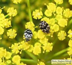 Attēlu rezultāti vaicājumam “Anthrenus verbasci”