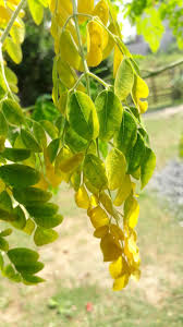 Attēlu rezultāti vaicājumam “Laburnum alpinum leaf”