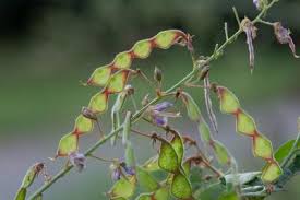 Attēlu rezultāti vaicājumam “Dianema depressum plasmodium”