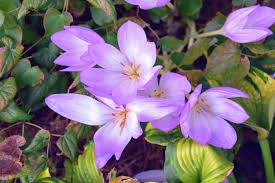 Attēlu rezultāti vaicājumam “Colchicaceae”
