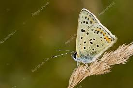 Attēlu rezultāti vaicājumam “Lycaena tityrus female”