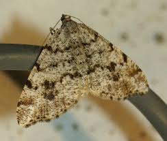 Attēlu rezultāti vaicājumam “Macaria signaria”