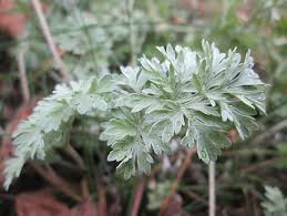 Image result for Artemisia absinthium