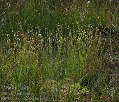 Attēlu rezultāti vaicājumam “Rhynchospora alba”