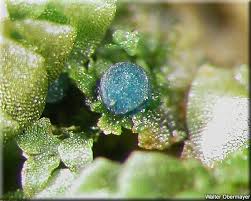 Attēlu rezultāti vaicājumam “Jungermannia hyalina cells”