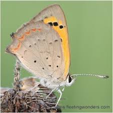 Attēlu rezultāti vaicājumam “Lycaena phlaeas male”