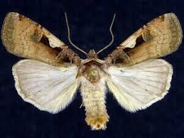 Attēlu rezultāti vaicājumam “Xestia c-nigrum”