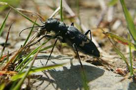 Attēlu rezultāti vaicājumam “Cicindela sylvatica imago”