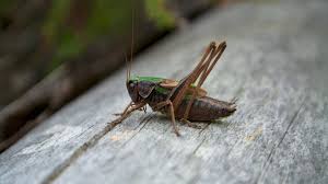 Attēlu rezultāti vaicājumam “Metrioptera brachyptera”