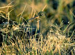 Image result for Tringa erythropus