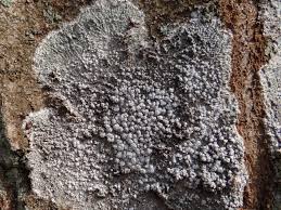 Attēlu rezultāti vaicājumam “Pertusaria amara”