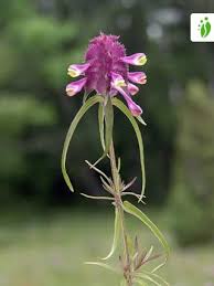Attēlu rezultāti vaicājumam “Melampyrum cristatum”