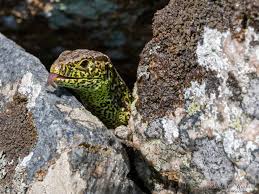 Attēlu rezultāti vaicājumam “Lacerta agilis male”