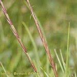 Attēlu rezultāti vaicājumam “Nardus stricta fruit”