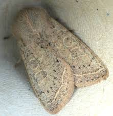 Attēlu rezultāti vaicājumam “Orthosia gracilis”