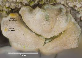 Attēlu rezultāti vaicājumam “Lecanora carpinea”