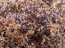 Attēlu rezultāti vaicājumam “Cetraria ericetorum”