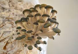 Attēlu rezultāti vaicājumam “Pleurotus ostreatus”