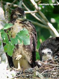Attēlu rezultāti vaicājumam “Buteo buteo nest”
