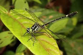 Attēlu rezultāti vaicājumam “Gomphidae”