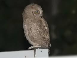 Image result for Otus scops